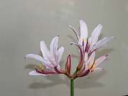 Lycoris incarnata